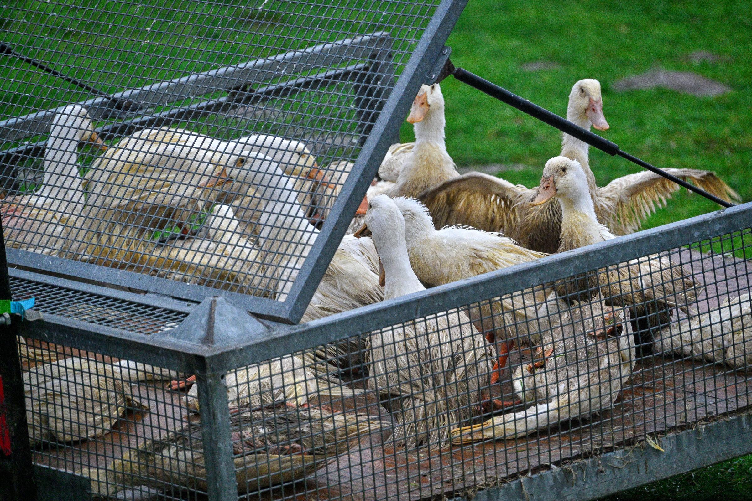 Ducks with bird flu also known as poultry flu are collected and put in a container in Zarnewanz, Germany on November 28, 2024. | Source: Getty Images